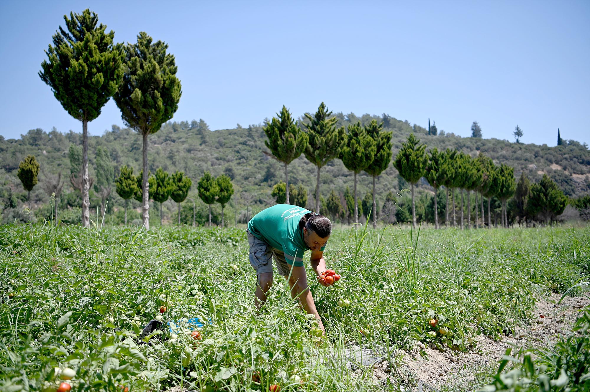 Ada Bahce (2)