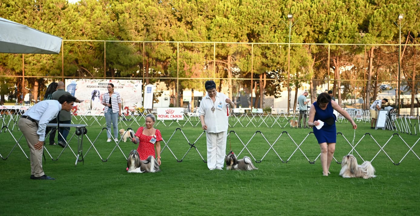 Köpek Irklari Yarisma 6