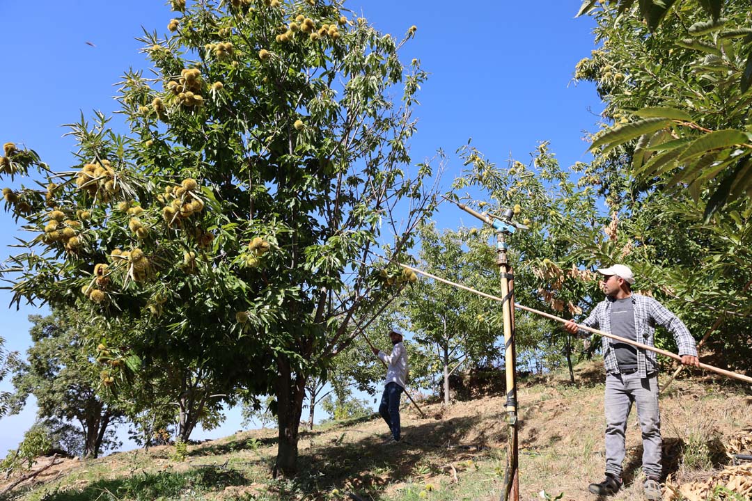 Aydın Dağlarında Kestane Telaşı (6)