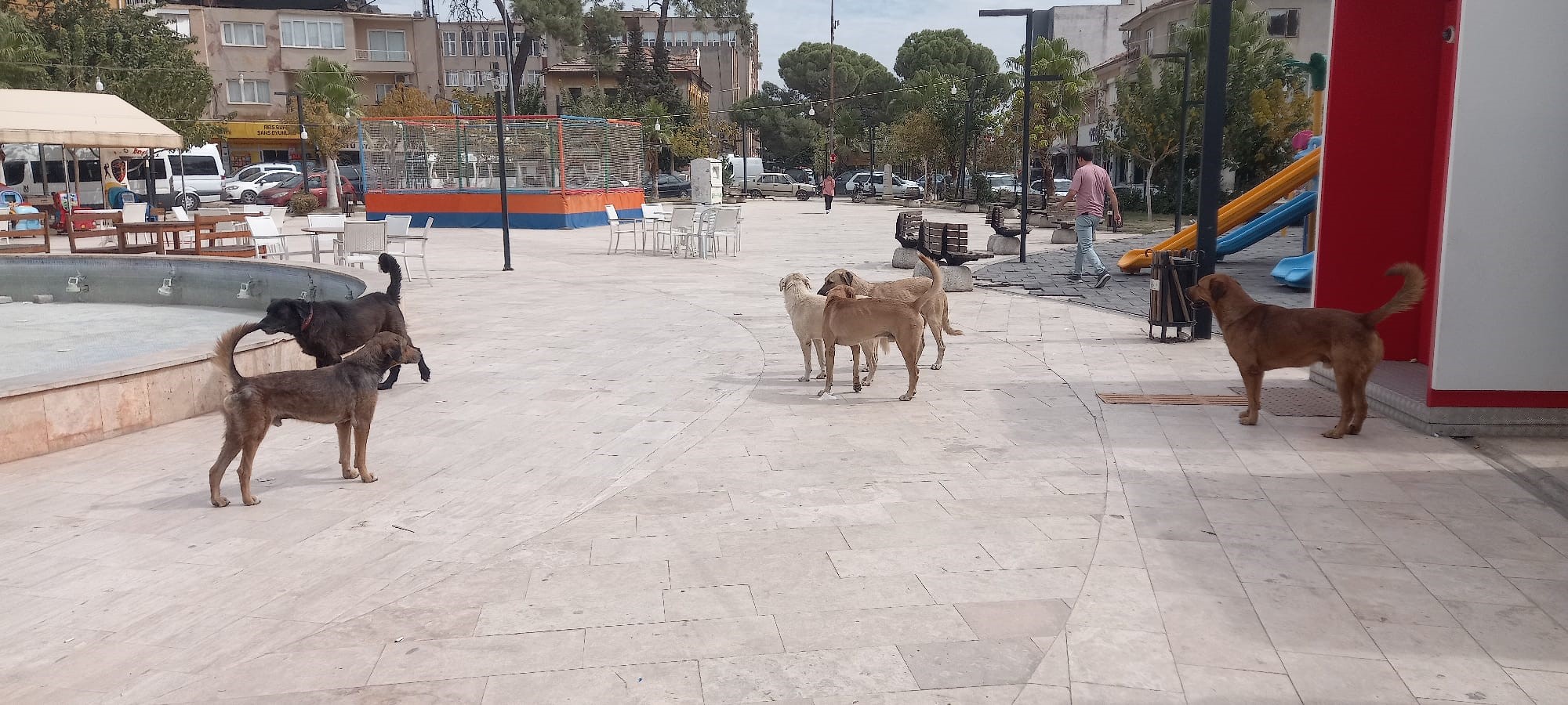 Aydın’da ‘Sokak Köpekleri Sorunu’ Büyüyor (4)