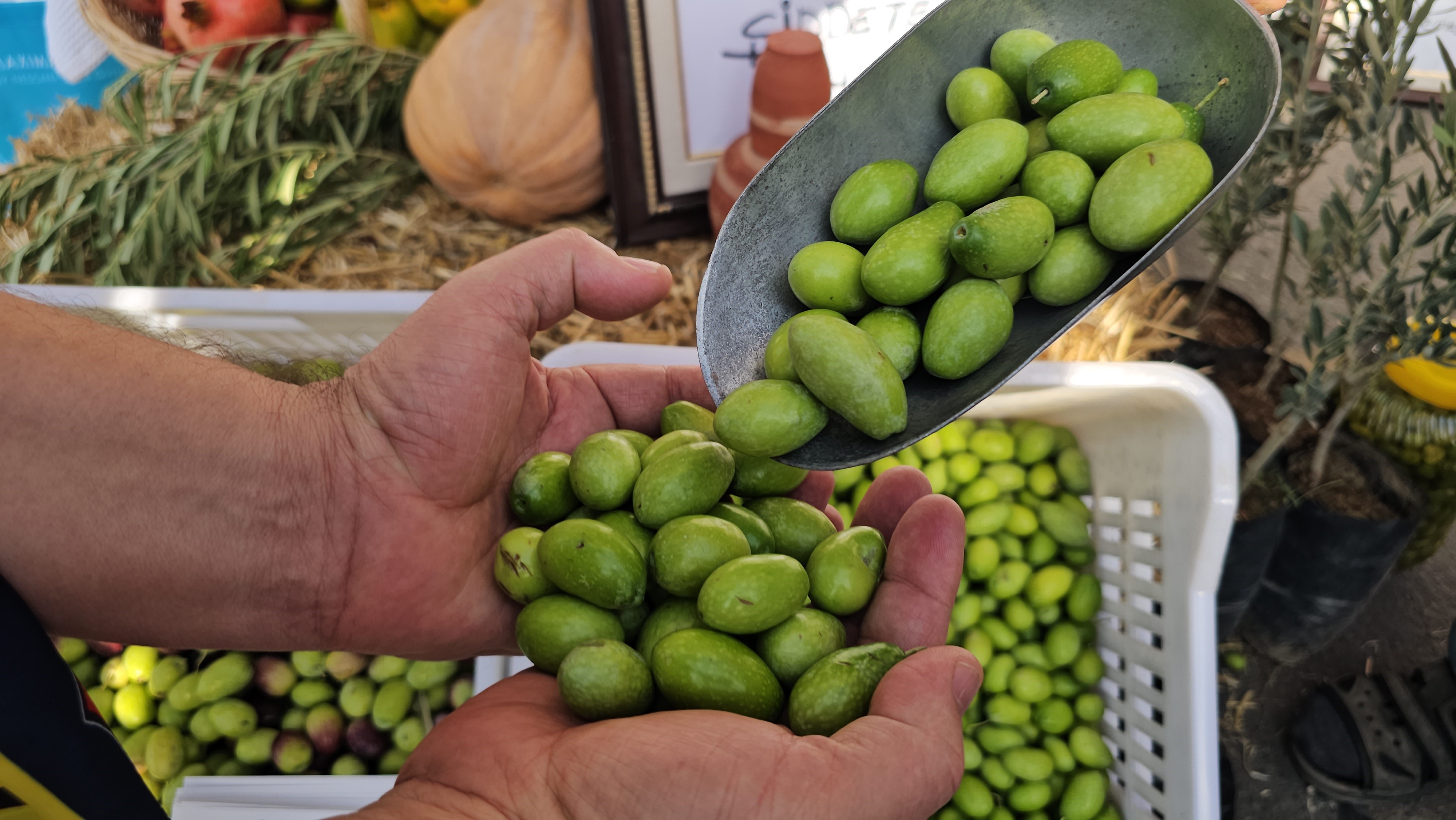 Aydın’da Zeytin Festivali (7)