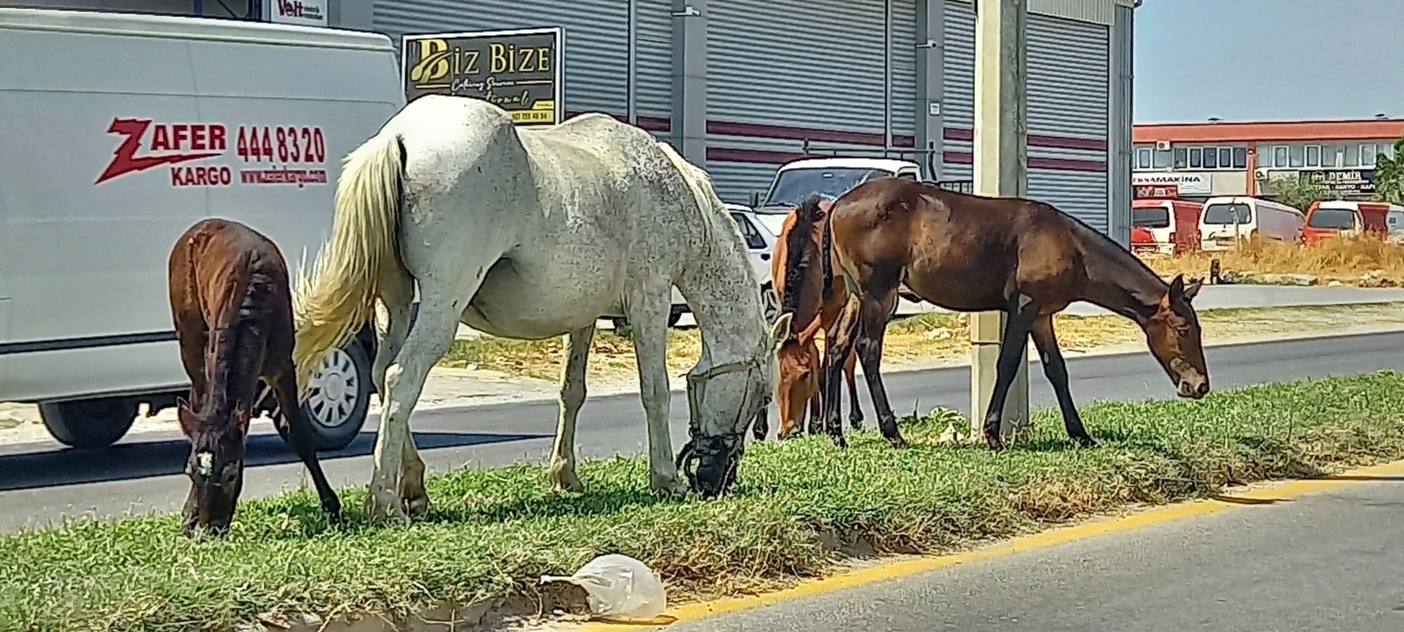 Aydın’ı Atlar Bastı (2)