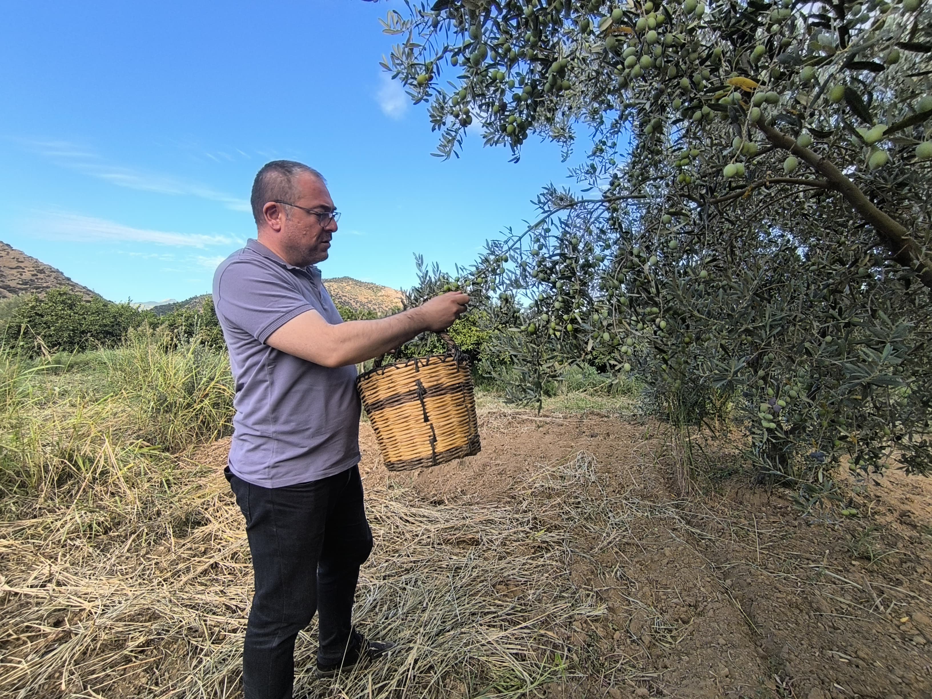 Evrim Karakoz Zeytin