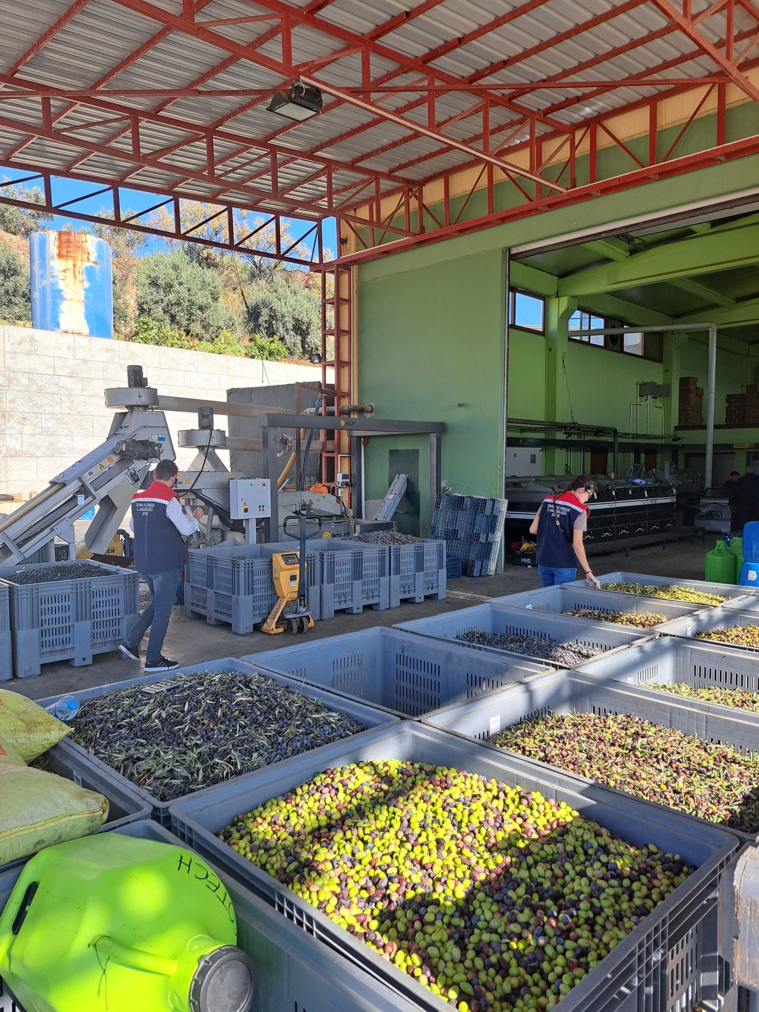 Aydın Didim’de Zeytin Işletmelerine Denetim (7)