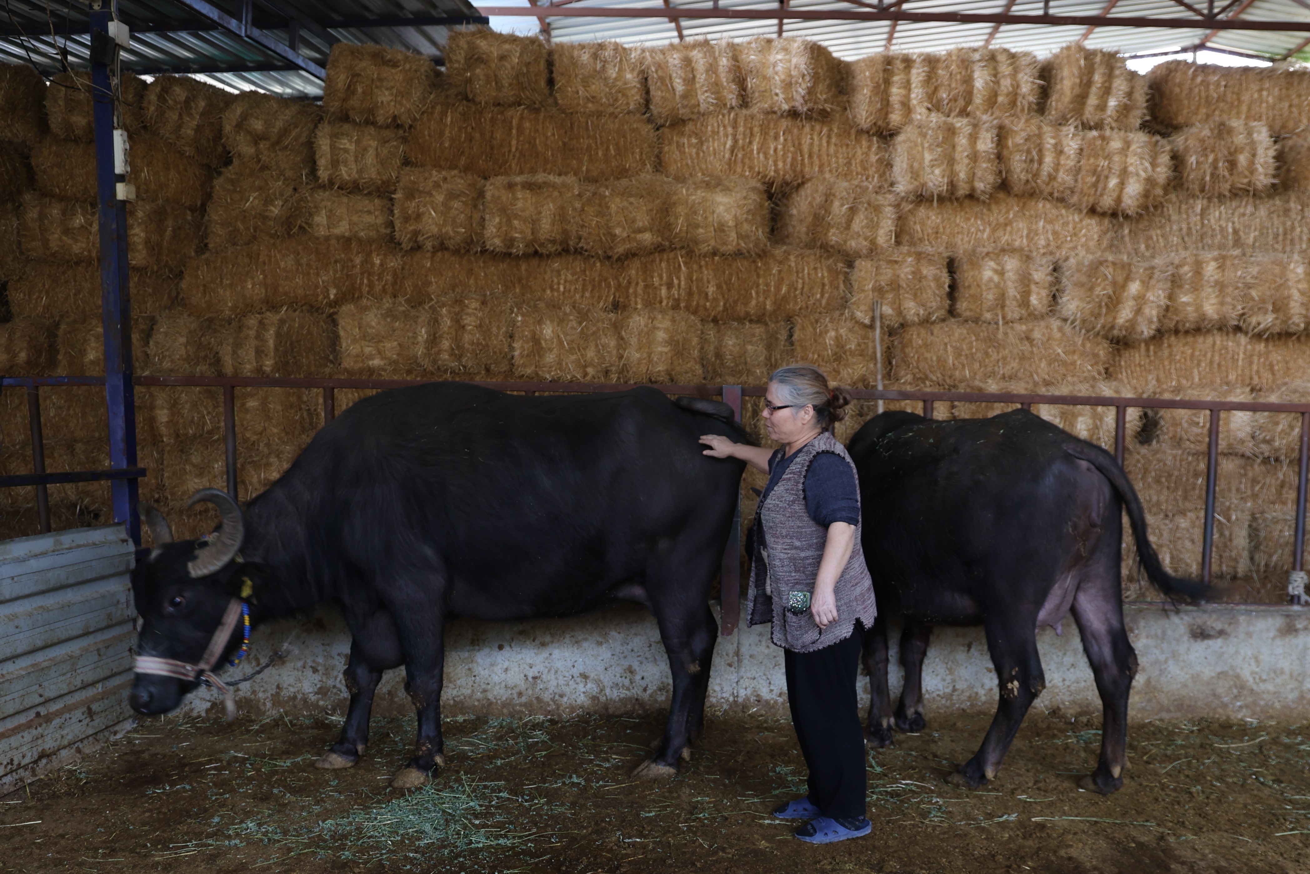 Aydın’da Üretiliyor, Kilosu 2 Bin Liradan Alıcı Buluyor (6)