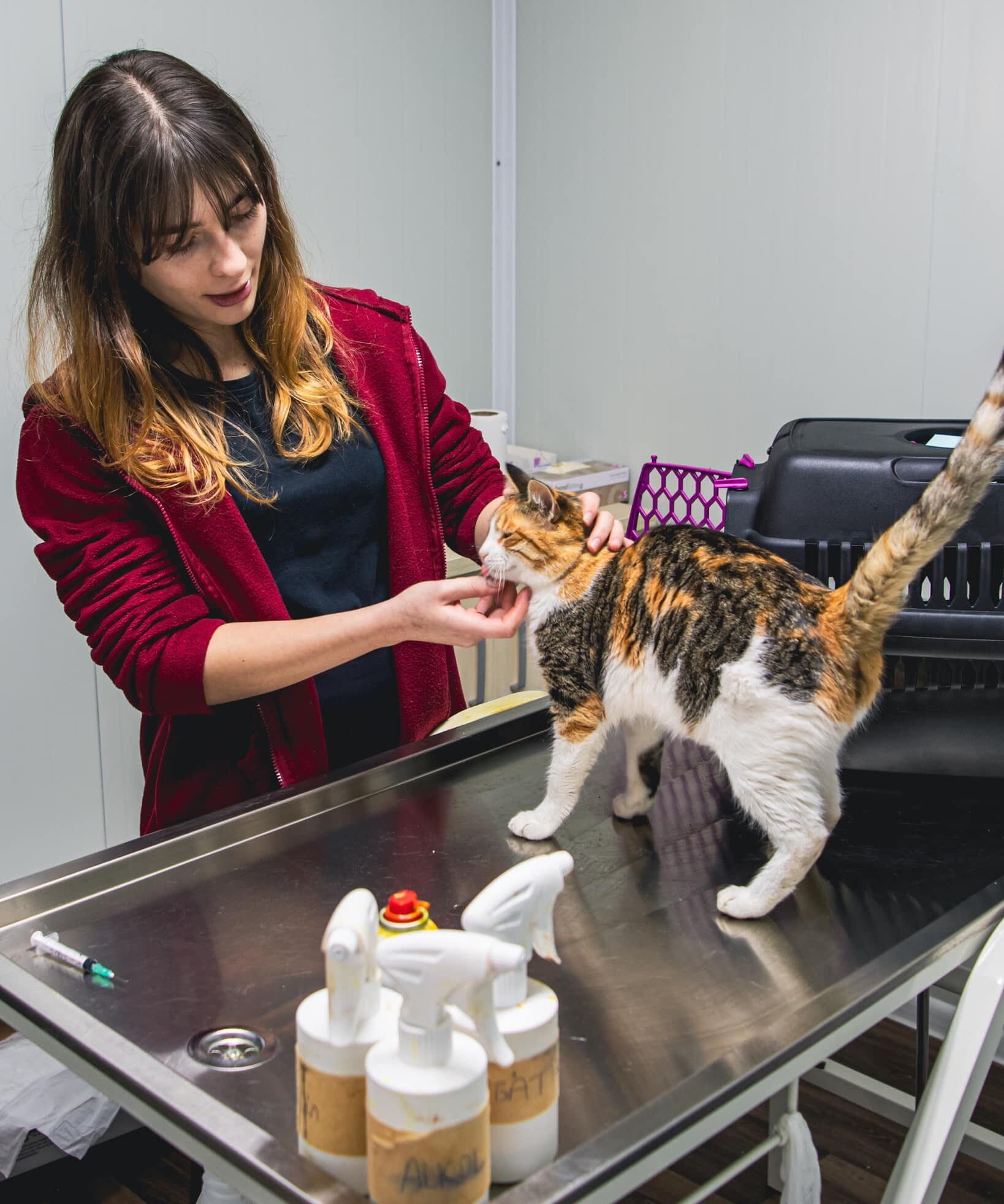 Kedi Kisirlastima (2)