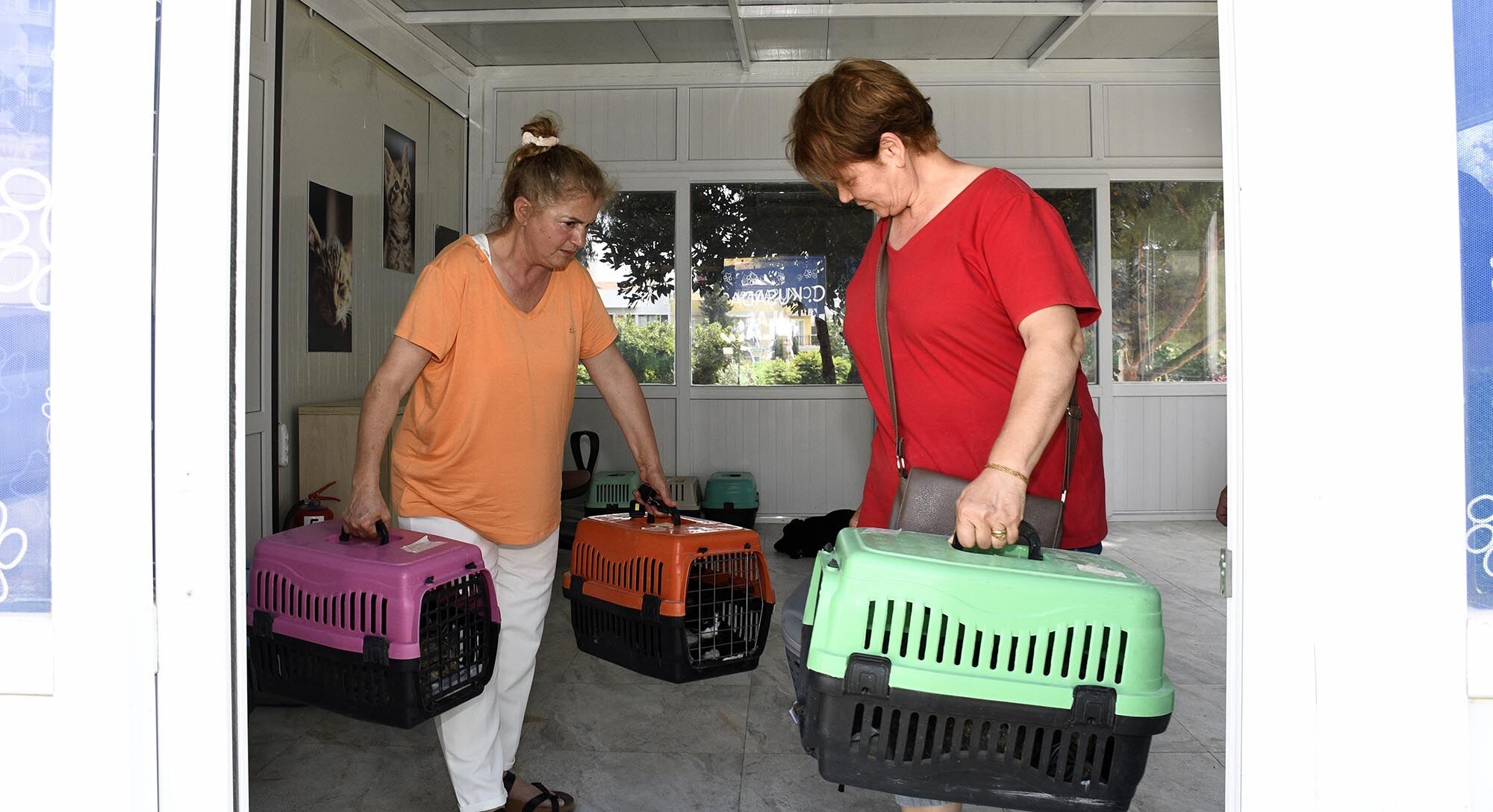 Kedi Kisirlastima (3)