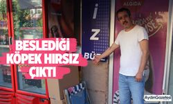 Beslediği köpek hırsız çıktı