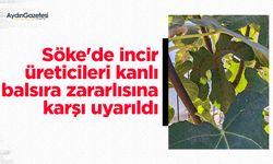 Söke'de incir üreticileri kanlı balsıra zararlısına karşı uyarıldı