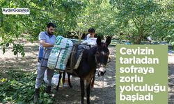 Cevizin tarladan sofraya zorlu yolculuğu başladı