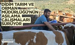 Didim Tarım ve Orman Müdürlüğü'nün aşılama çalışmaları sürüyor