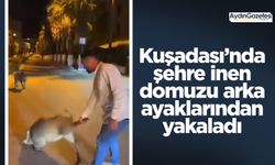 Kuşadası’nda şehre inen domuzu arka ayaklarından yakaladı