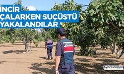 İncir çalarken suçüstü yakalandılar