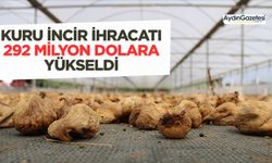 Kuru incir ihracatı 292 milyon dolara yükseldi