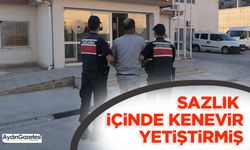 Sazlık içinde kenevir yetiştirmiş