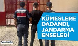 Kümeslere dadandı, jandarma enseledi