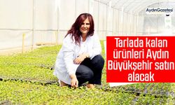 Tarlada kalan ürünleri Aydın Büyükşehir satın alacak