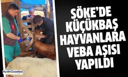 Söke’de küçükbaş hayvanlara veba aşısı yapıldı