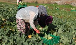 Efeler Belediyesi’nin karnabaharları hasat edildi