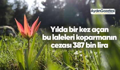Yılda bir kez açan bu laleleri koparmanın cezası 387 bin lira