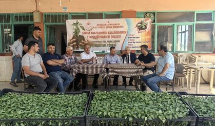 Bozdoğan’da üreticilere turşuluk fide dağıtıldı