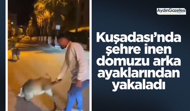 Kuşadası’nda şehre inen domuzu arka ayaklarından yakaladı