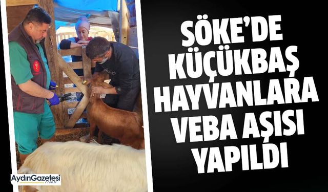 Söke’de küçükbaş hayvanlara veba aşısı yapıldı