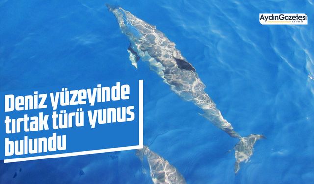 Deniz yüzeyinde tırtak türü yunus bulundu