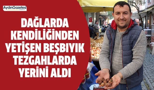 Dağlarda kendiliğinden yetişen beşbıyık tezgahlarda yerini aldı