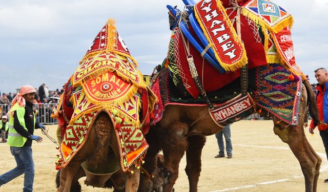 Efeler'deki deve güreşi festivali ertelendi