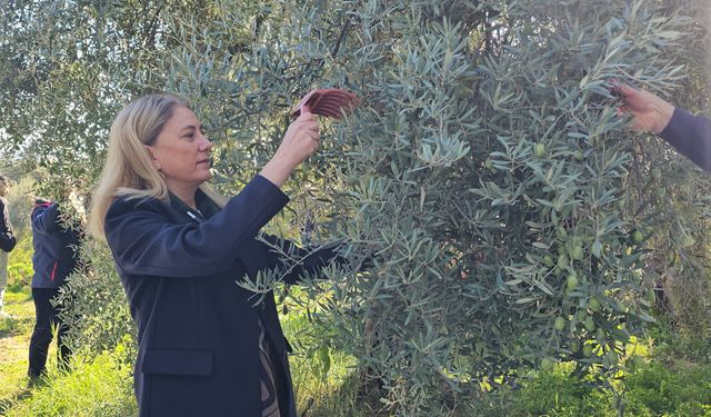 Aydın'da zeytin hasadı sürüyor