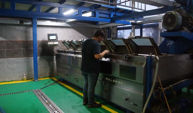 Aydın’da zeytinin yağa dönüşümü başladı