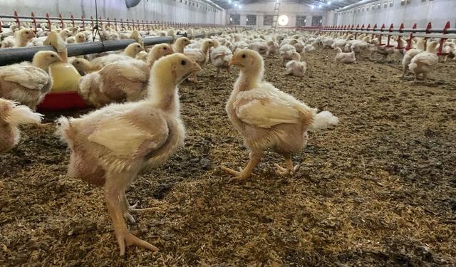 Üreticilere Kuş Gribi riski uyarısı