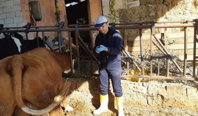 Aydın’da şap hastalığına karşı aşılama çalışmaları sürüyor