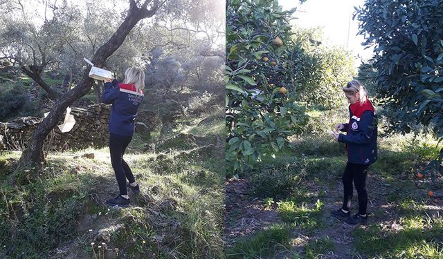 Zeytin sineği mücadelesi devam ediyor
