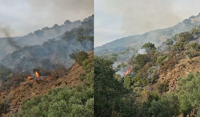 Bozdoğan'da orman yangını