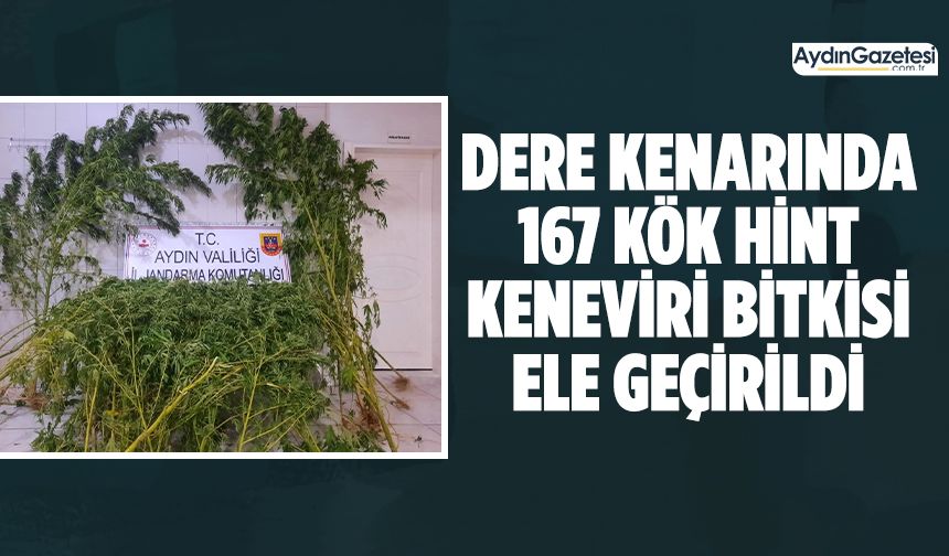 Dere kenarında 167 kök hint keneviri bitkisi ele geçirildi