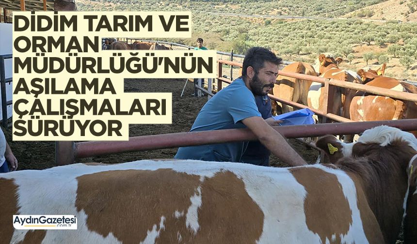 Didim Tarım ve Orman Müdürlüğü'nün aşılama çalışmaları sürüyor