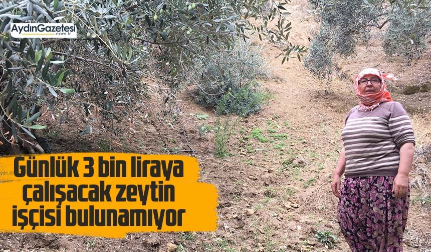 Günlük 3 bin liraya çalışacak zeytin işçisi bulunamıyor