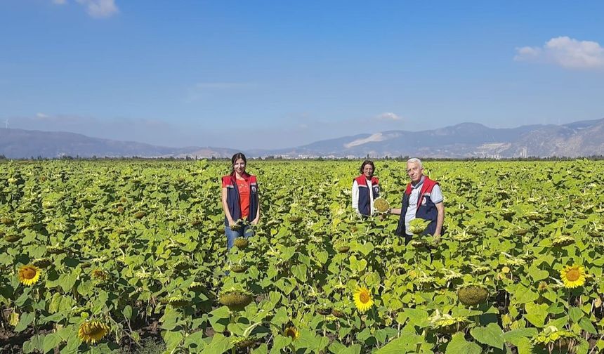 10 bin dekarlık alana ayçiçeği tohumu dağıtılacak